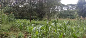 Ngong Plot for Sale (50*100) Upper Matasia