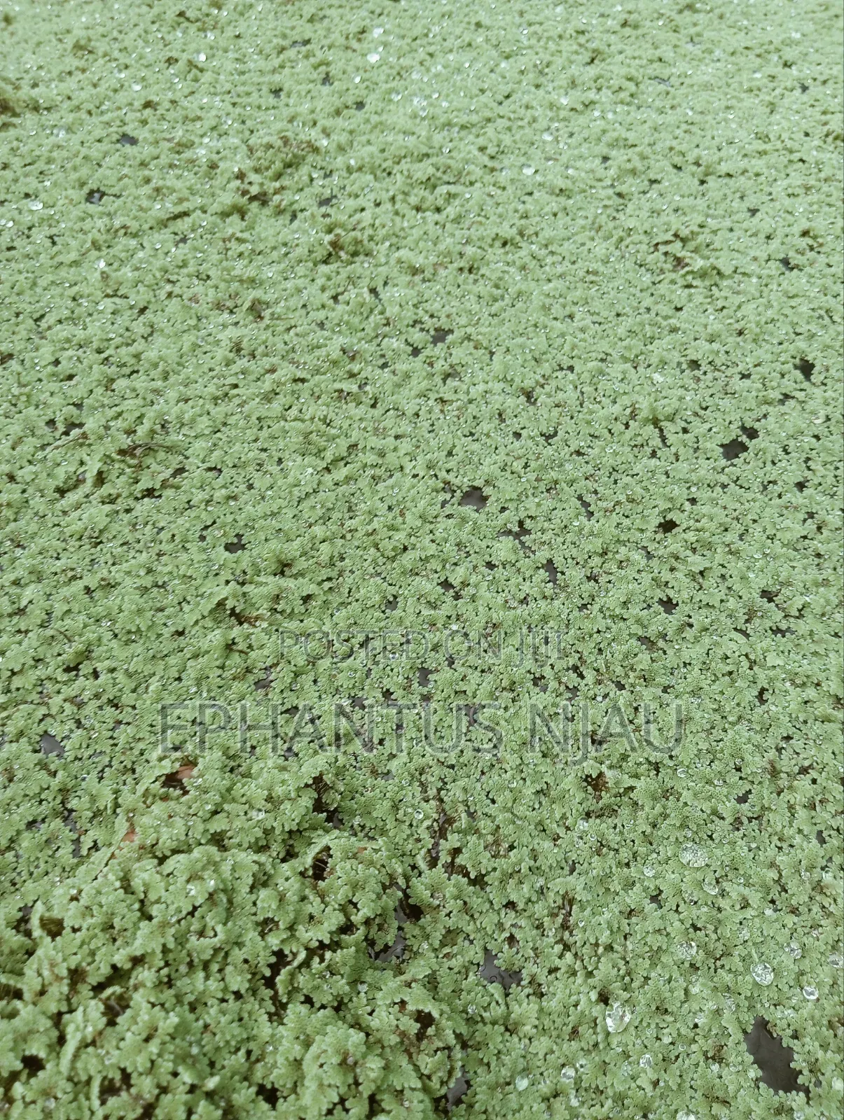 Azolla Seedlings Setup and Guide