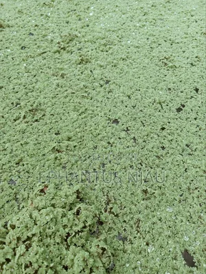 Azolla Seedlings Setup and Guide