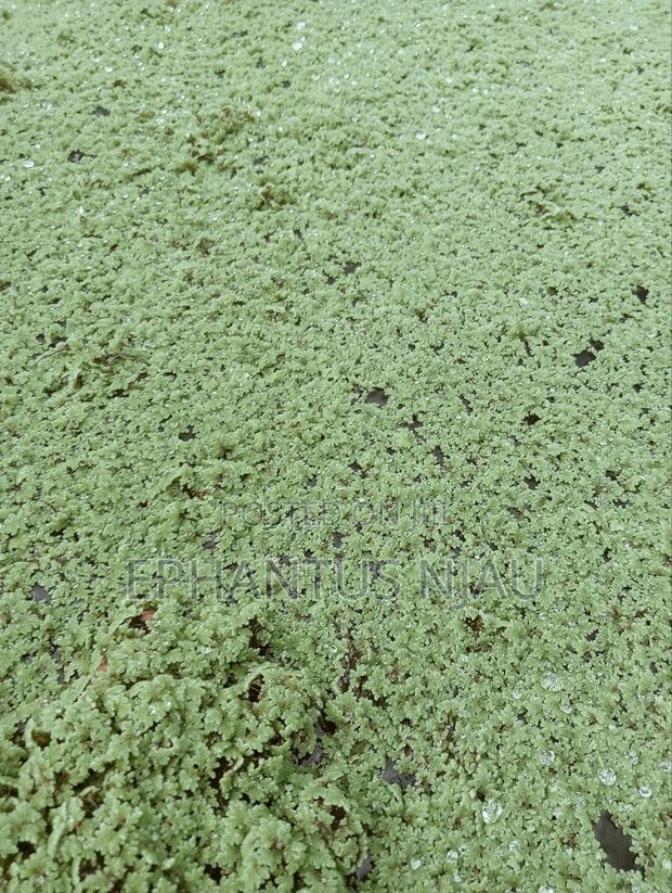 Azolla Seedlings Setup and Guide
