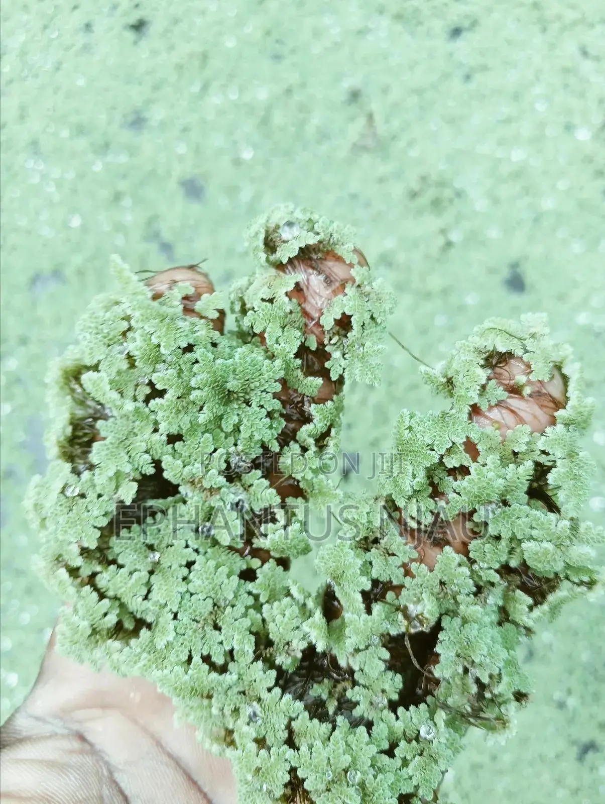 Azolla Seedlings Setup and Guide