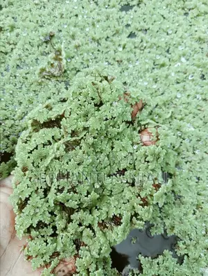 Azolla Seedlings Setup and Guide