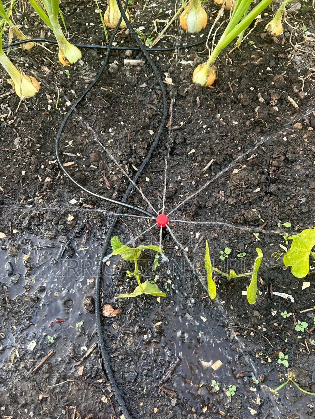 8holes Micro Sprinkler