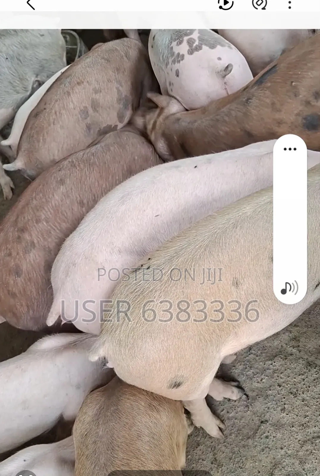 Piglets for Sell