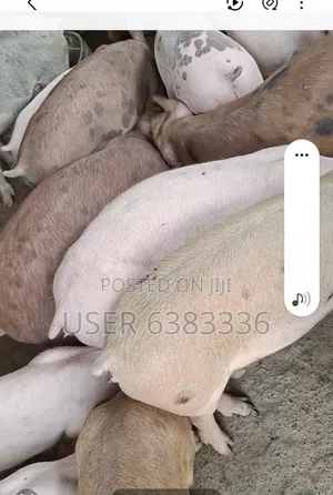 Piglets for Sell