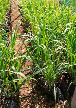 Lemon Grass Seedlings.