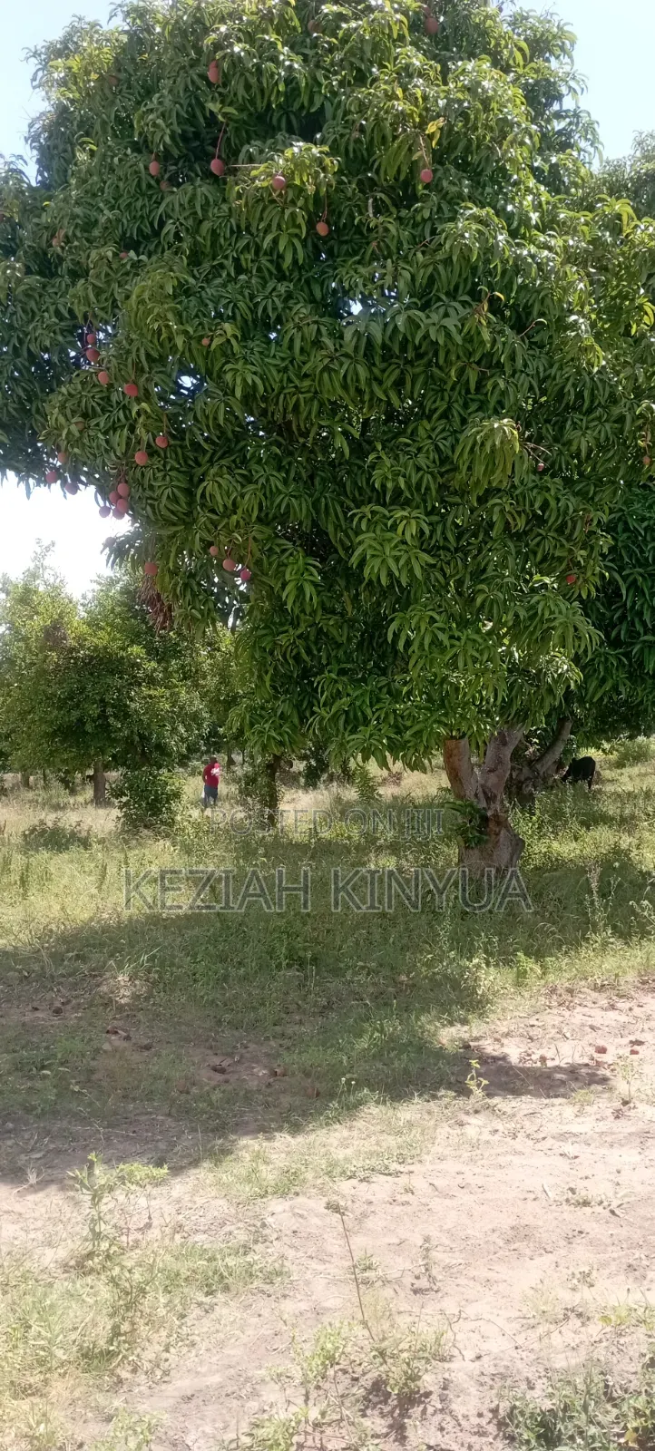 Zawadi Gardens Makuyu-Mananja PHS 4
