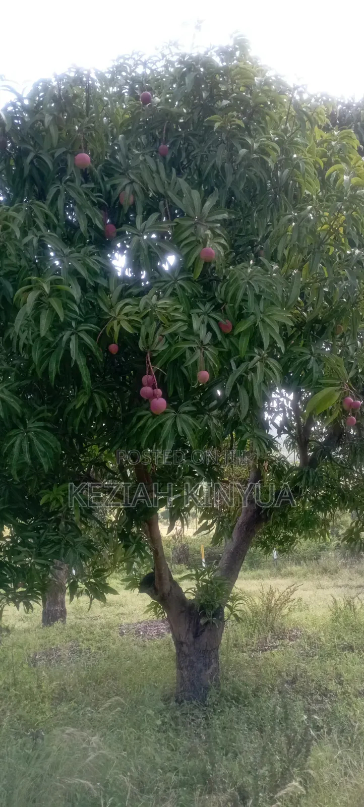 Zawadi Gardens Makuyu-Mananja PHS 4