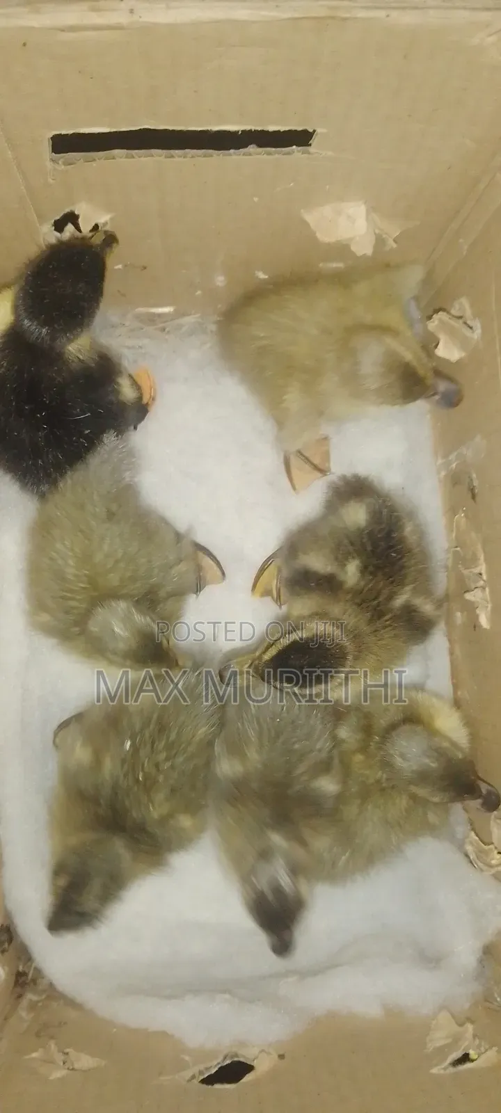 Ducklings Khaki Campbell, Pekin