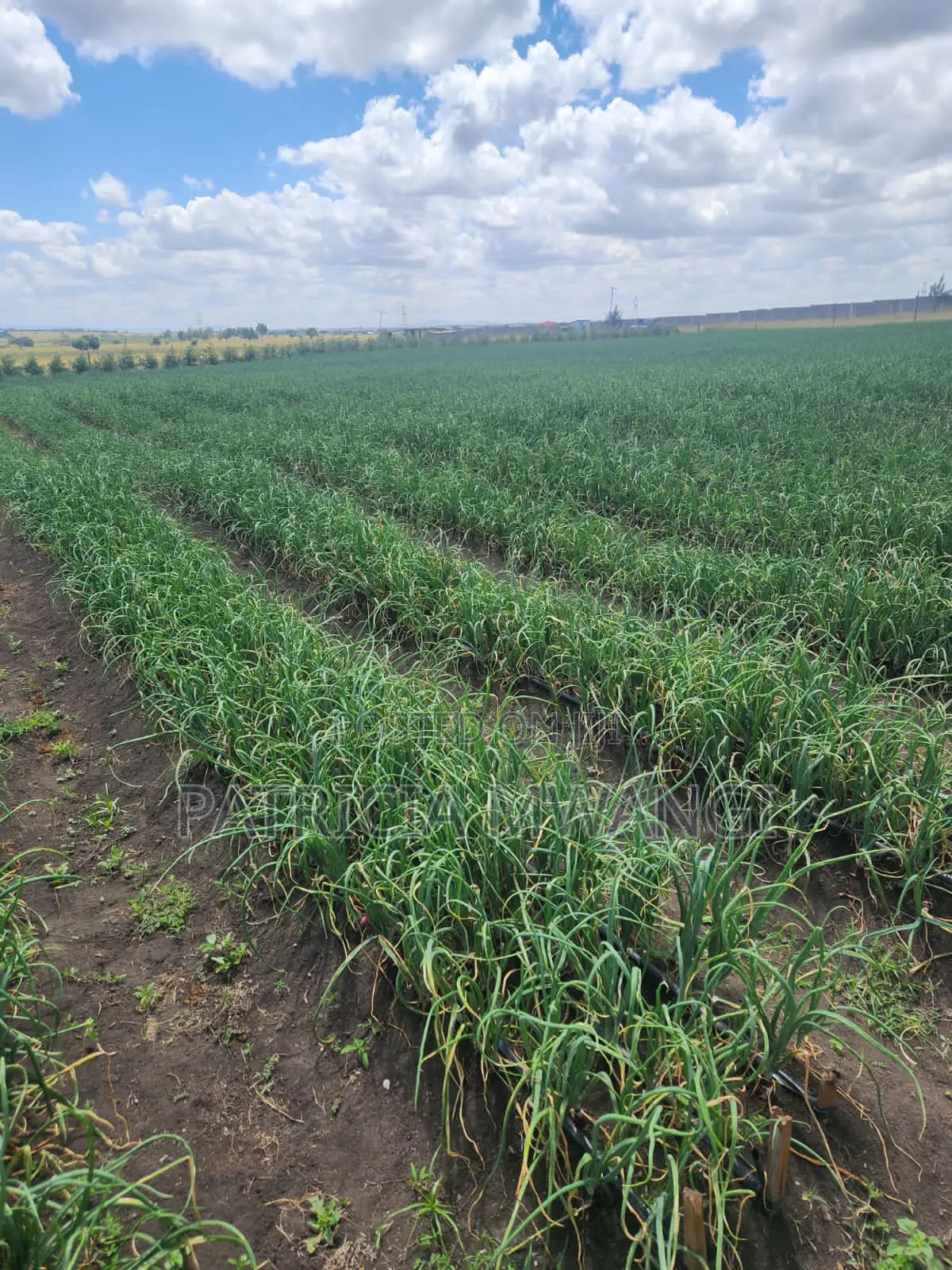 1/8 Acre Prime Plot for Sale at Kisaju, Isinya