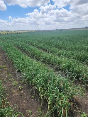 1/8 Acre Prime Plot for Sale at Kisaju, Isinya