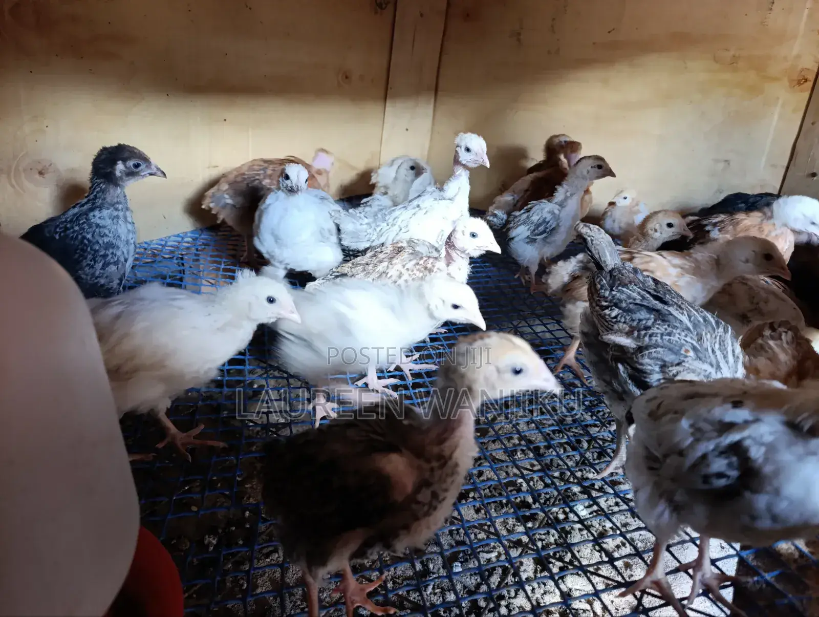 Pure Kienyeji Chicks