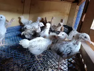 Pure Kienyeji Chicks