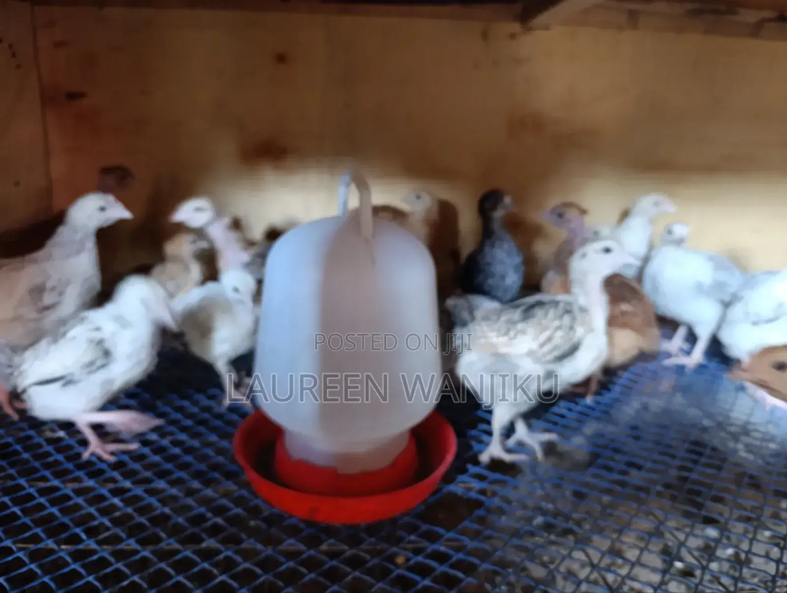 Pure Kienyeji Chicks