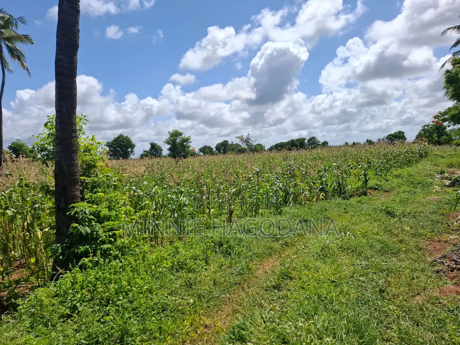 Prime 12-Acre Land for Sale, 2km From Jacaranda Beach – Malindi