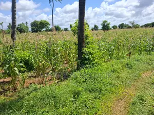 Prime 12-Acre Land for Sale, 2km From Jacaranda Beach – Malindi