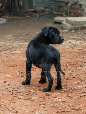 3-6 months Male Purebred American Pit Bull Terrier