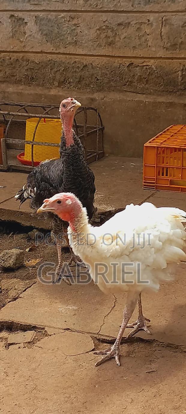 Selling Male Turkey
