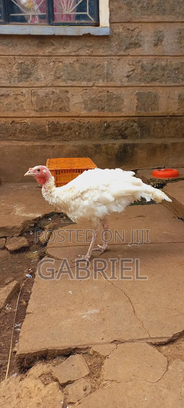 Selling Male Turkey - thumbnail 3