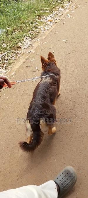 3-6 months Female Mixed Breed German Shepherd