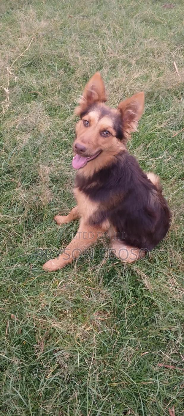 3-6 months Female Mixed Breed German Shepherd - thumbnail 2