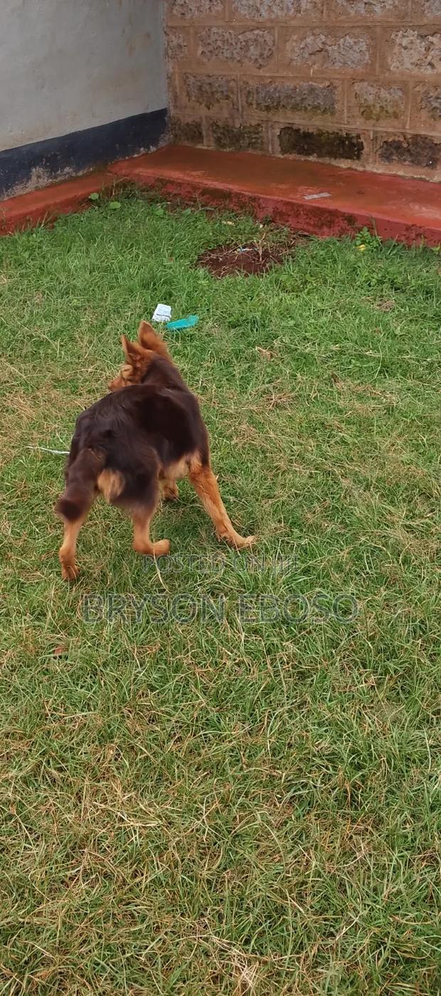 3-6 months Female Mixed Breed German Shepherd - thumbnail 3