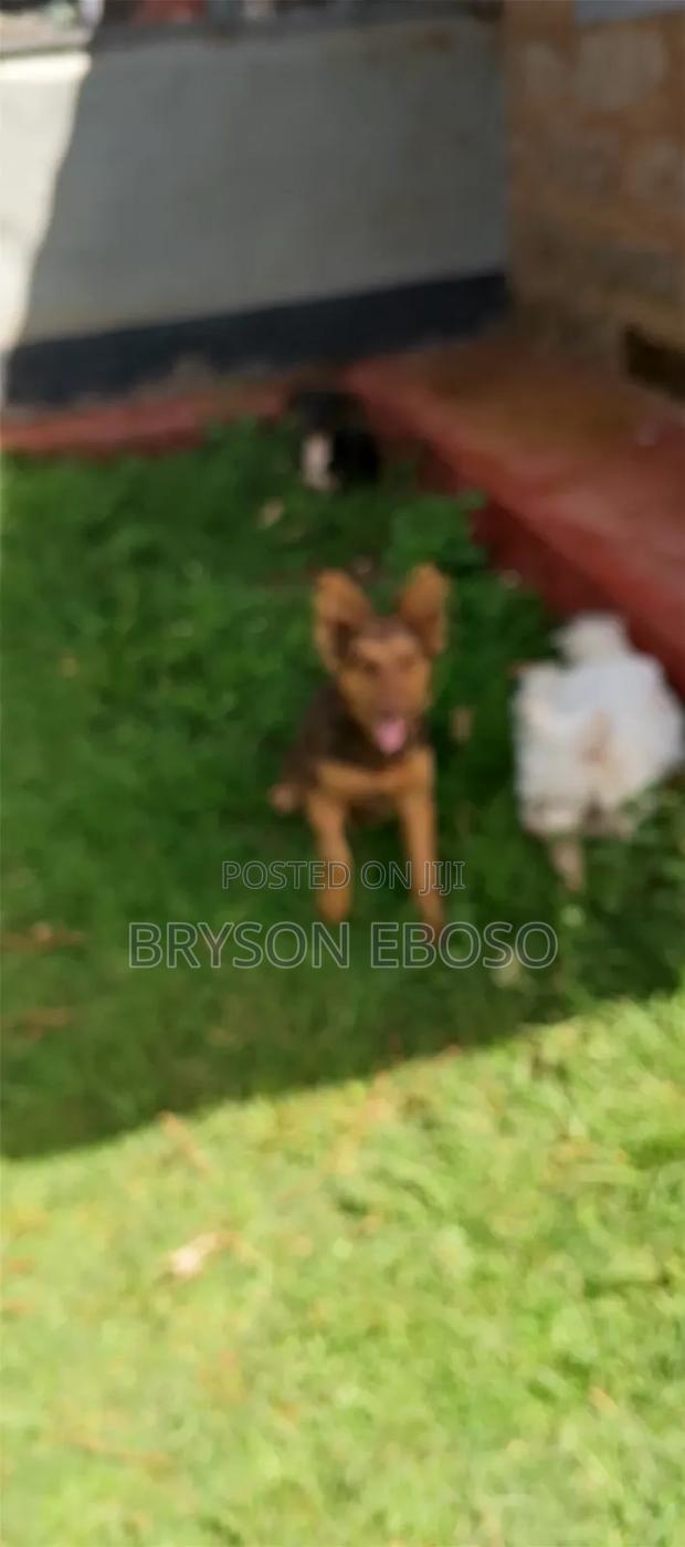 3-6 months Female Mixed Breed German Shepherd - thumbnail 4