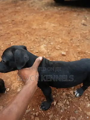 3-6 months Male Purebred American Pit Bull Terrier