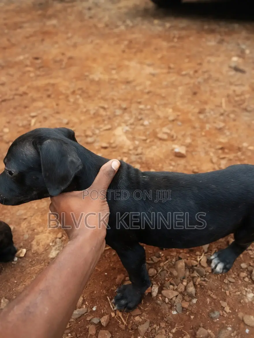 3-6 months Male Purebred American Pit Bull Terrier