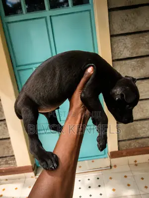 3-6 months Male Purebred American Pit Bull Terrier