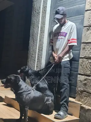 3-6 months Male Purebred American Pit Bull Terrier