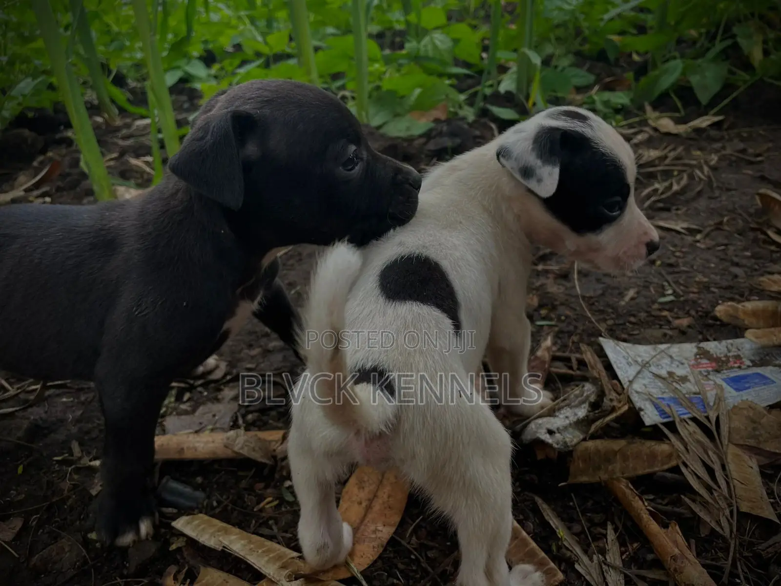 3-6 months Male Purebred American Pit Bull Terrier