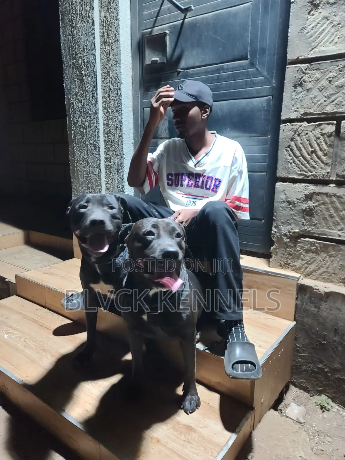 3-6 months Male Purebred American Pit Bull Terrier