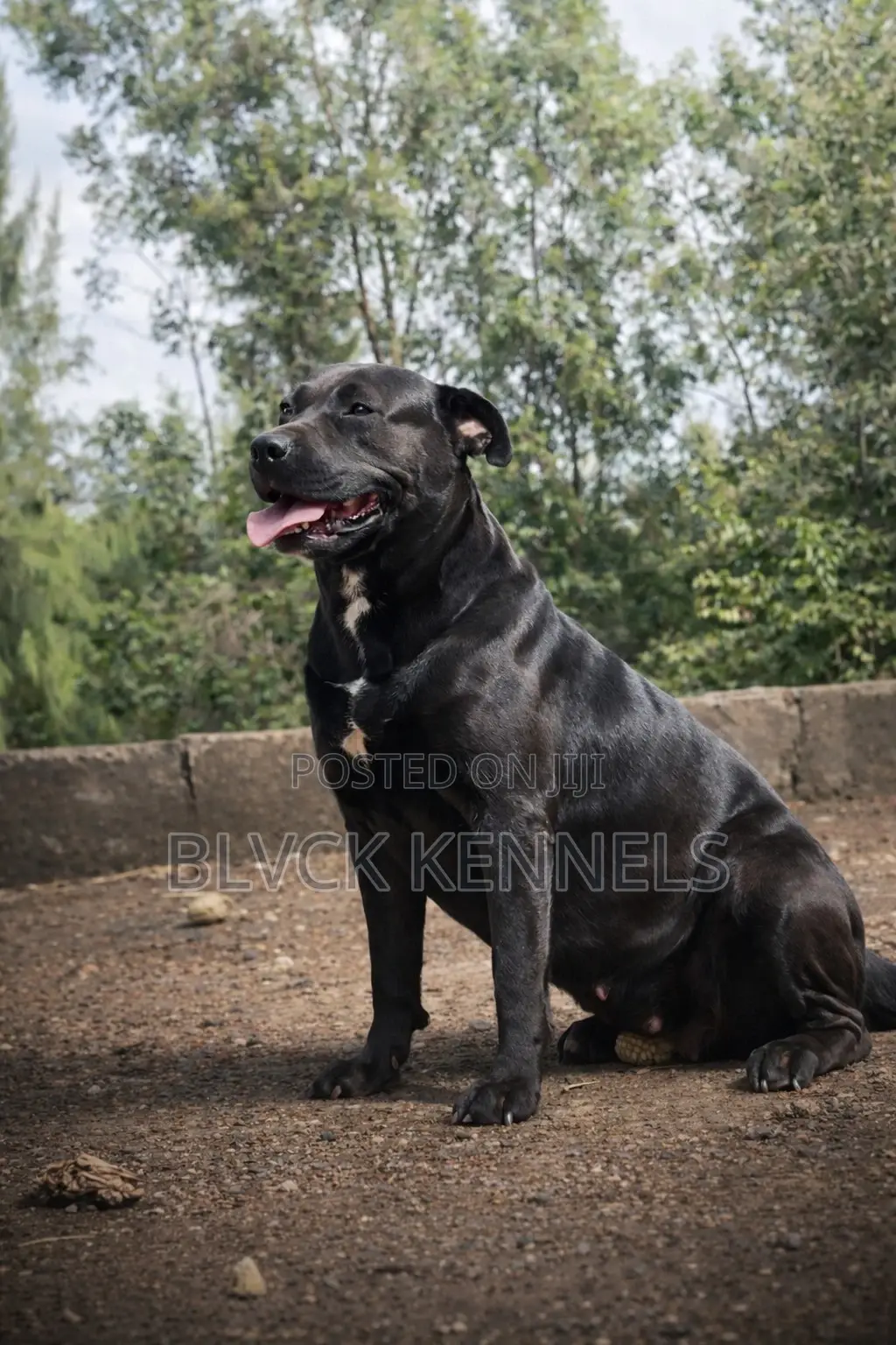 3-6 months Male Purebred American Pit Bull Terrier