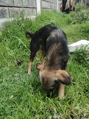 6-12 months Male Mixed Breed German Shepherd