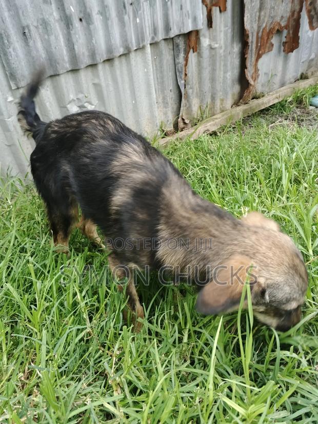 6-12 months Male Mixed Breed German Shepherd - thumbnail 4