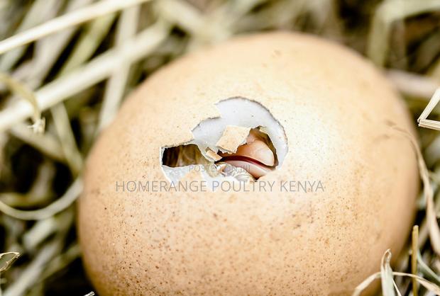 Fertilised Eggs for Hatching Kienyeji Chicken