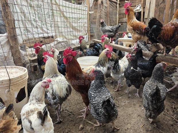 Fertilised Eggs for Hatching Kienyeji Chicken - thumbnail 2
