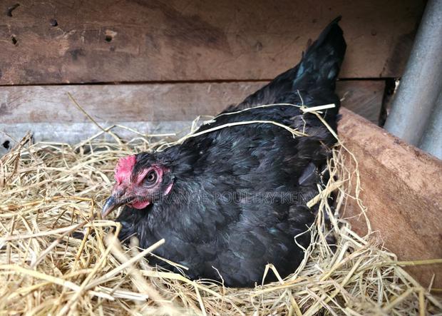 Fertilised Eggs for Hatching Kienyeji Chicken - thumbnail 3