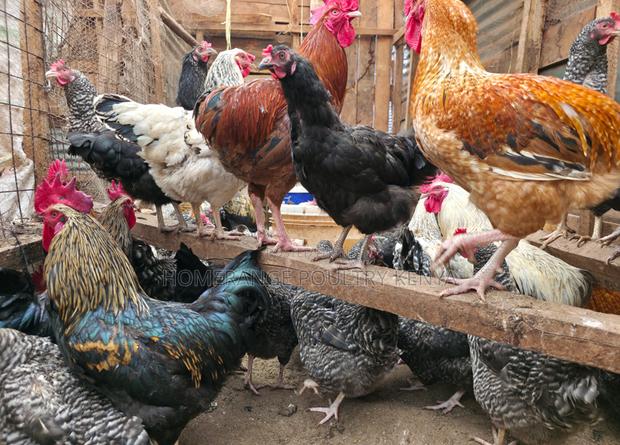 Fertilised Eggs for Hatching Kienyeji Chicken - thumbnail 4