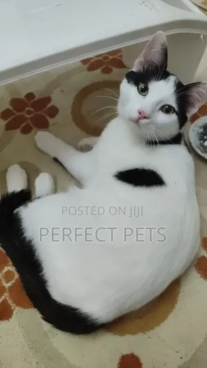 3-6 months Female Purebred British Shorthair