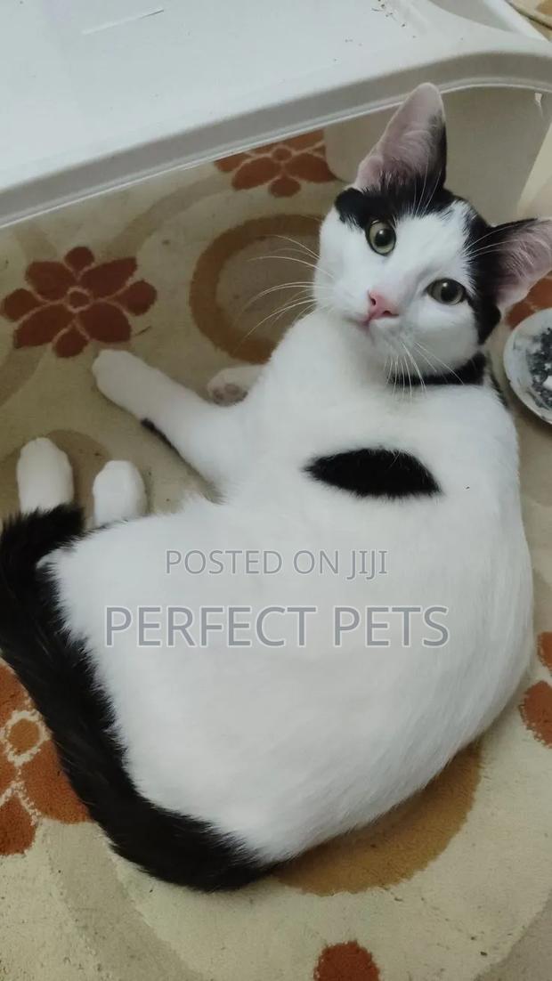 3-6 months Female Purebred British Shorthair