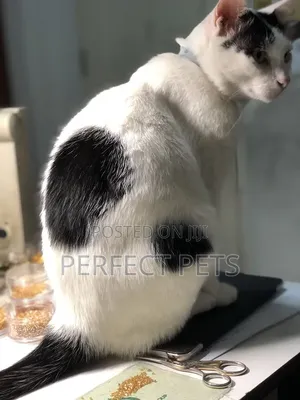 3-6 months Male Purebred British Shorthair