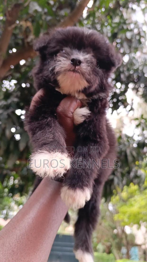 1-3 months Male Purebred Havanese - thumbnail 2