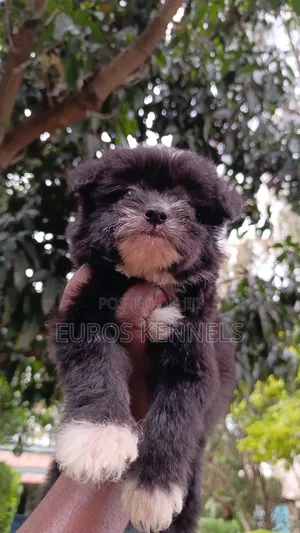 1-3 months Male Purebred Havanese