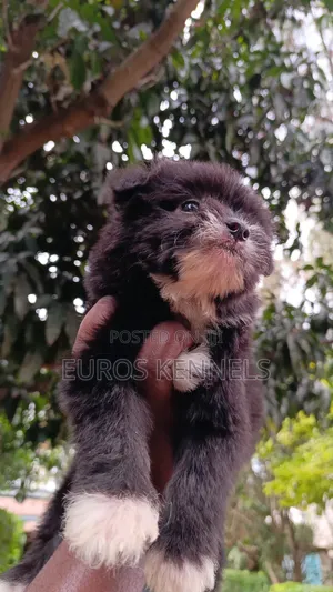 1-3 months Male Purebred Havanese