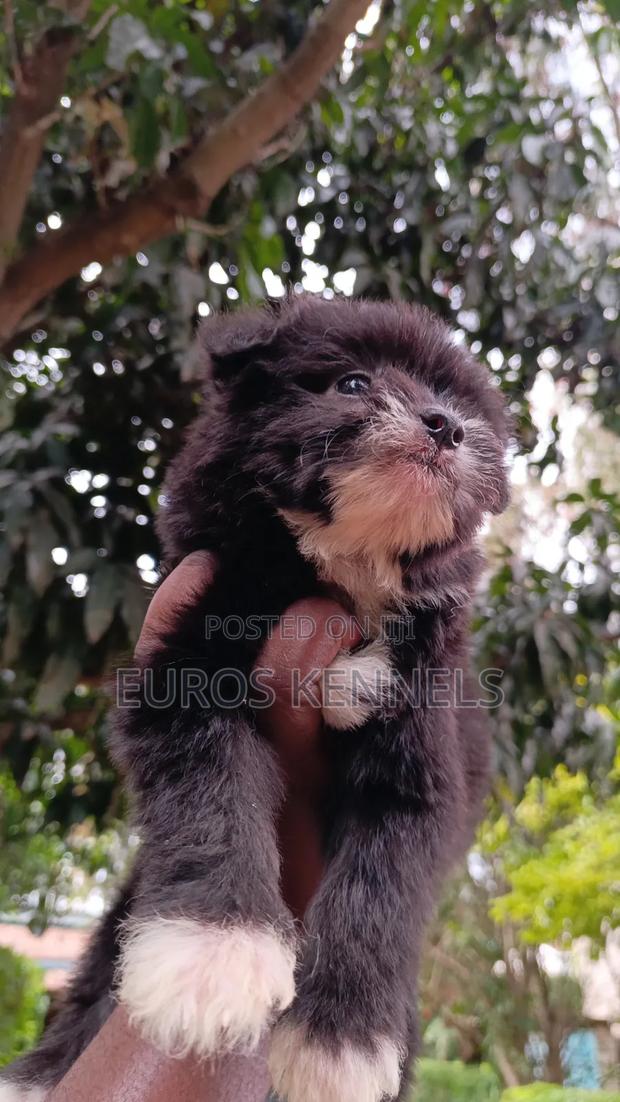 1-3 months Male Purebred Havanese - thumbnail 4