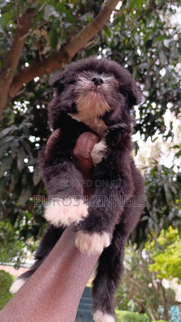 1-3 months Male Purebred Havanese - thumbnail 5