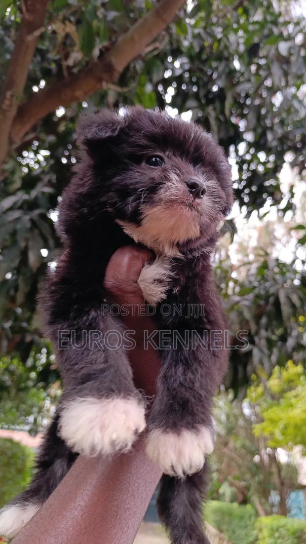 1-3 months Male Purebred Havanese - thumbnail 6