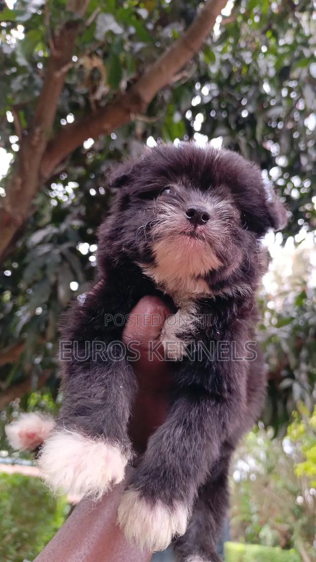 1-3 months Male Purebred Havanese - thumbnail 7